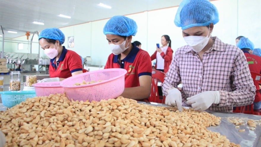 MoIT steps in regarding suspected scam in exporting cashew kernels to Dubai